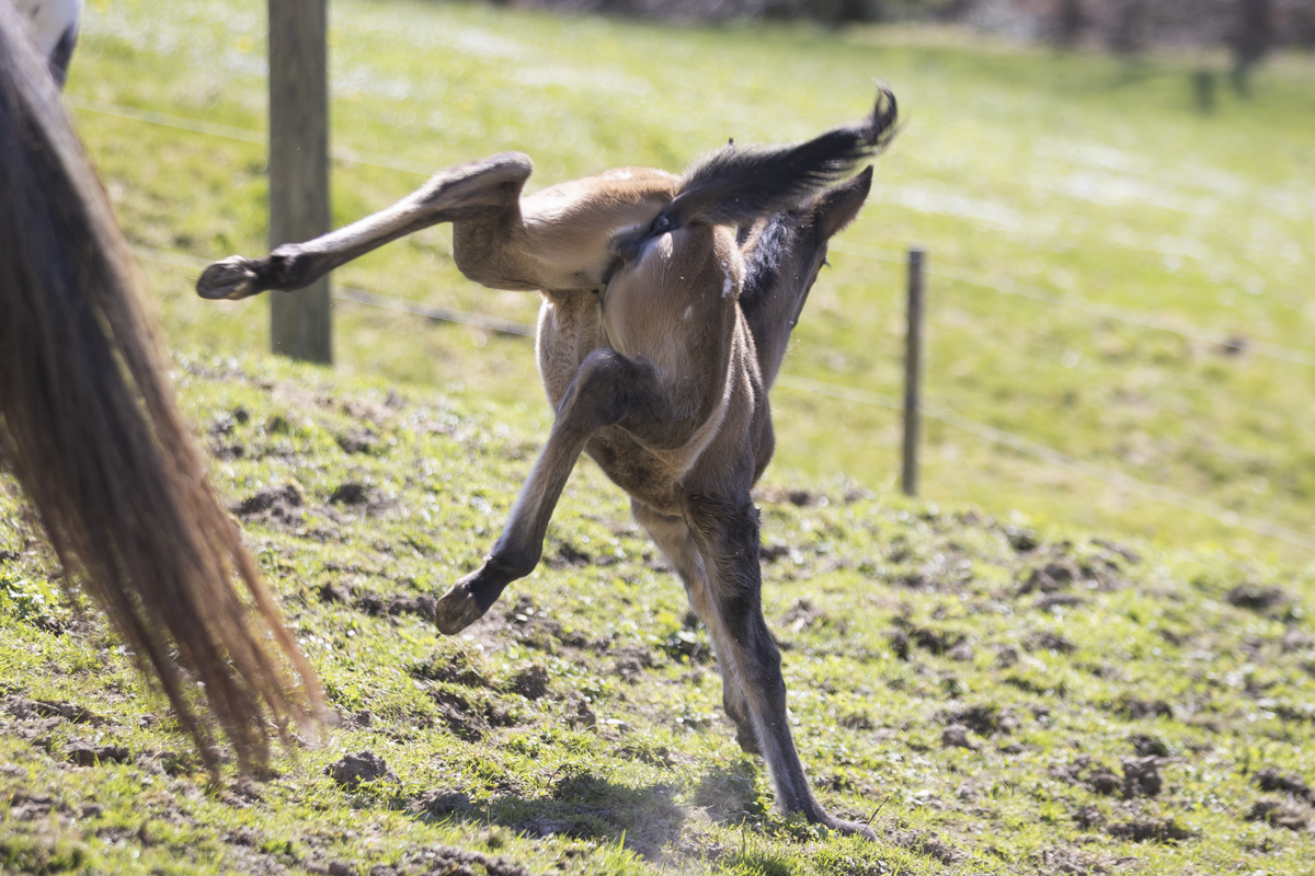 Fohlen RS Somersault Orka
