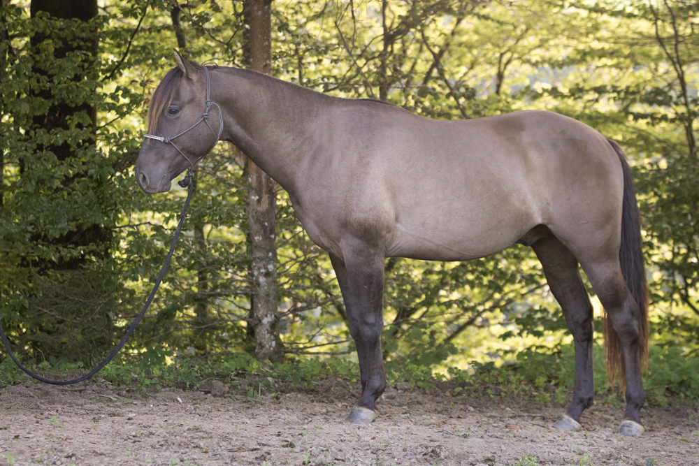 Zuchthengst GK Great Nifty Cielo