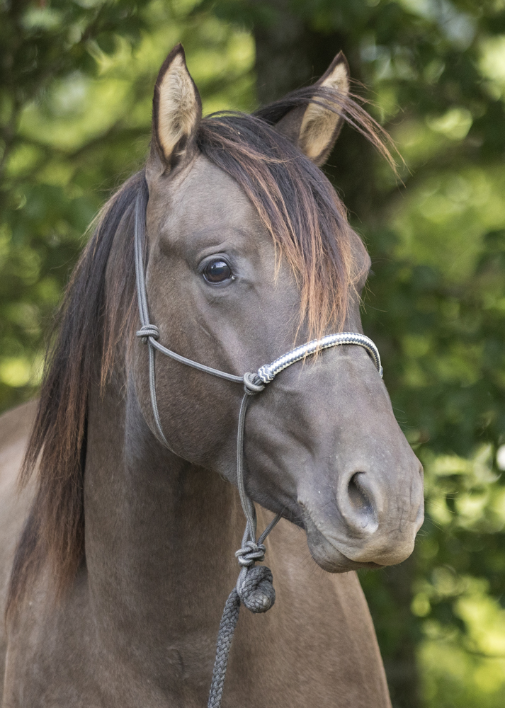 Zuchthengst GK Great Nifty Cielo