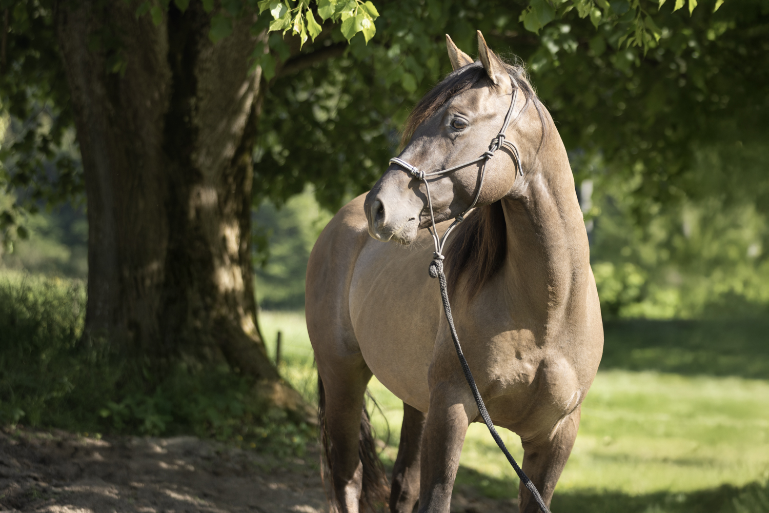 Zuchthengst GK Great Nifty Cielo