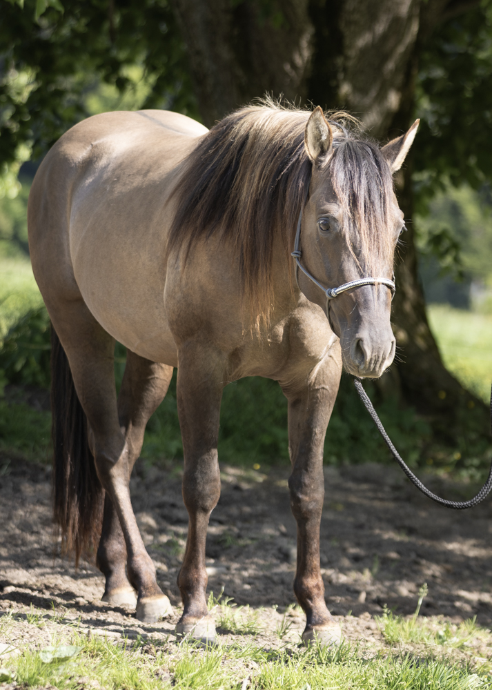 Zuchthengst GK Great Nifty Cielo