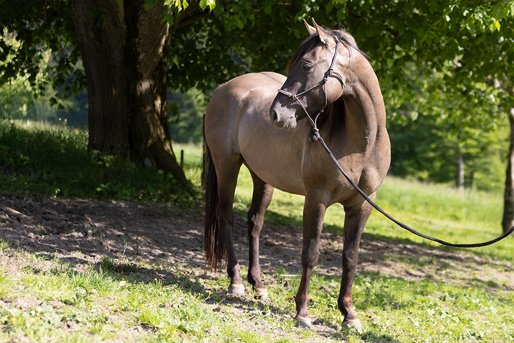 Zuchthengst GK Great Nifty Cielo
