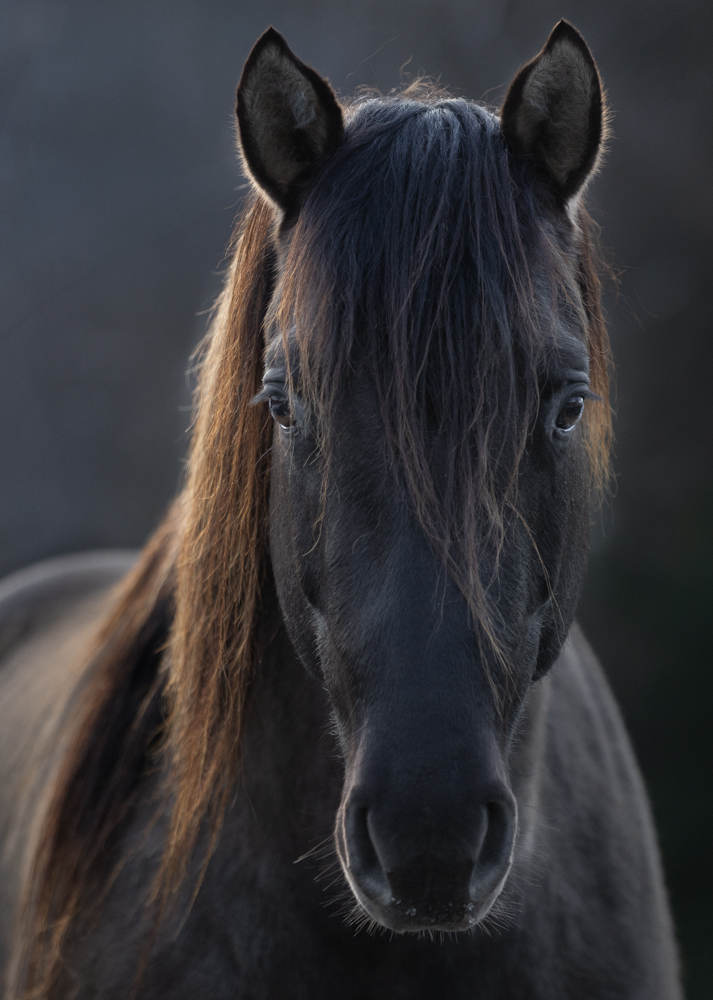 Zuchthengst GK Great Nifty Cielo